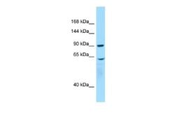 WHAMM Rabbit anti-Human, Polyclonal, Novus Biologicals 0.1 mL | Buy Online | Novus Biologicals | Fisher Scientific